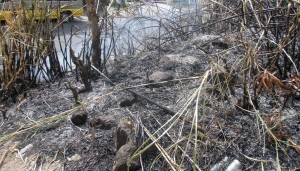 Seventeen bush fires in one day; officials concerned