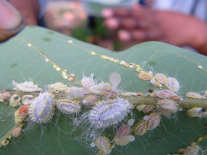 Warning against insecticide in battling Scale Insect invasion