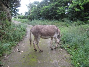 PHOTO OF THE DAY: A donkey in Penville