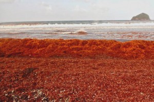 CTO concerned over seaweed invasion across Caribbean