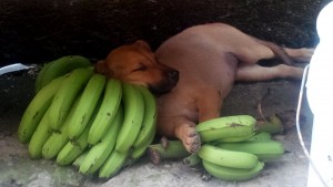 PHOTO OF THE DAY: Dreaming on bananas