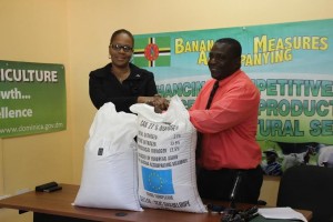 Banana and plantain farmers to benefit from EU supplies