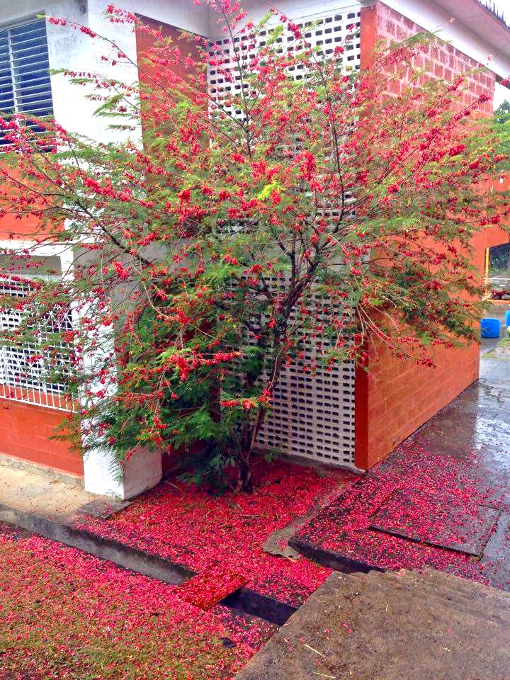 PHOTO OF THE DAY: Dominica's national flower - Dominica News Online