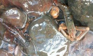 Forestry Officials investigate dead crayfish in Layou River