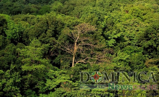 Forest in Dominica at Syndicate 