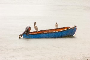 PHOTO OF THE DAY: ‘Fisherbirds’ at work