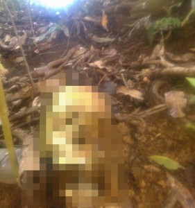 UPDATE:Human remains found in Rosalie