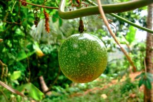 Passion fruit programme excelling in Kalinago Territory