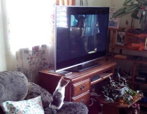 PHOTO OF THE DAY: Cat watching TV