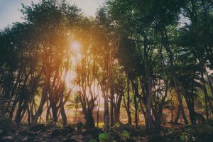 PHOTO OF THE DAY: Sunrise through the trees