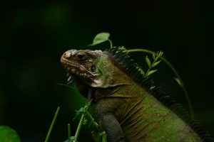 PHOTO OF THE DAY: Grumpy-looking iguana