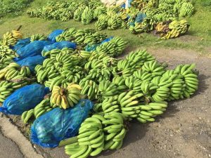 Banana farmers cry for help