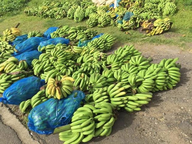 Farmers display unsold bananas on Saturday 