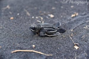 PHOTO OF THE DAY: Baby turtle at Rosalie