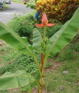 PHOTO OF THE DAY: Strange sprouting banana