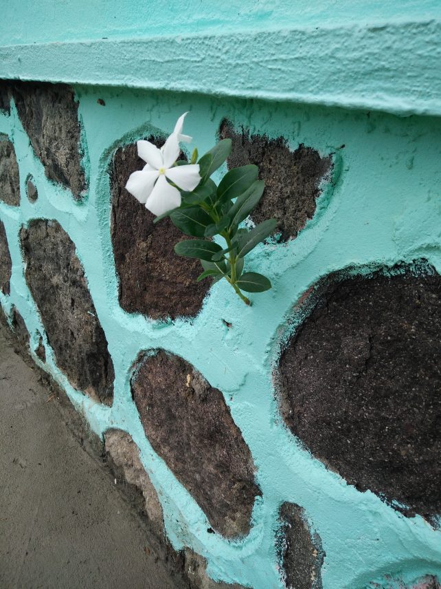 Flower on The Wall