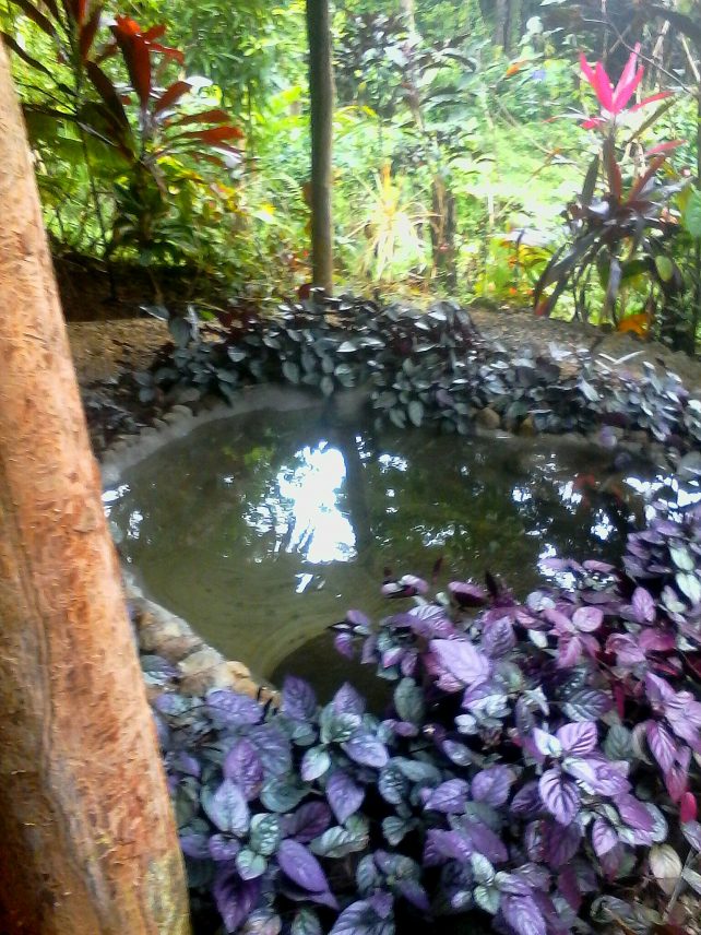 Outdoor nature pool