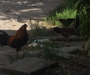 PHOTO OF THE DAY: Rooster guarding his hens