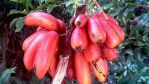PHOTO OF THE DAY: Exotic bananas