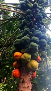 PHOTO OF THE DAY: Papayas aplenty