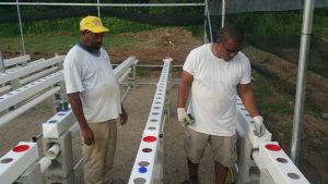 Dominican farmers get training in hydroponics technique