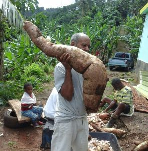 PHOTO OF THE DAY: Giant cassava harvest