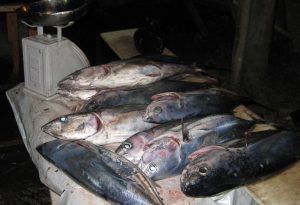 Dominican fishing exports to expand in 2017 Drigo says