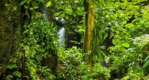 InterContinental Dominica Cabrits Resort & Spa announces tailored visitor experience for  World Creole Music Festival 2025