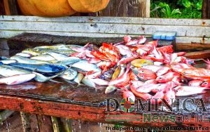 Drigo suggests cheaper prices for fish