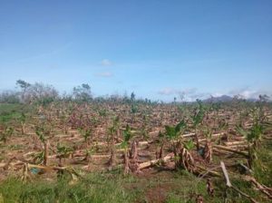 Food and Agriculture Organization of the UN: Dominica’s Food Production in Need of Immediate Restoration