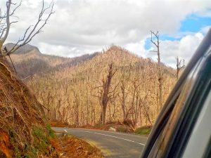 IN PICTURES: Hurricane Maria decimates Dominica’s rainforest