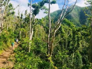 Range Developments undertakes clearing of Segment 12 of Waitukubuli National Trail