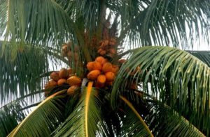 Director of Agriculture calls for unified approach to coconut industry development