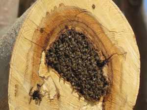 FEATURED PHOTO: Bees in a Zing Zing nest