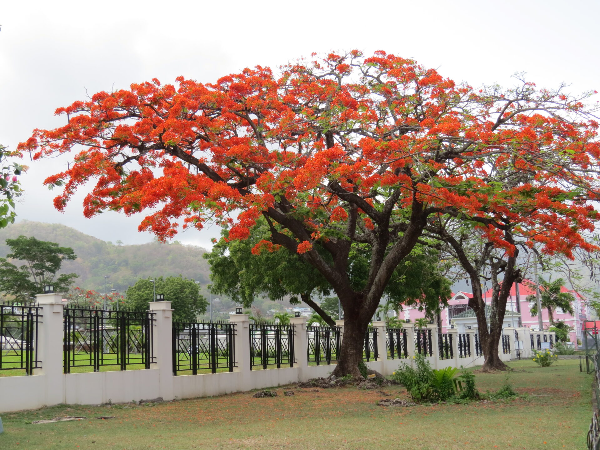 Special Feature Flamboyant S Floristic Explosion By Arlington James Dominica News Online