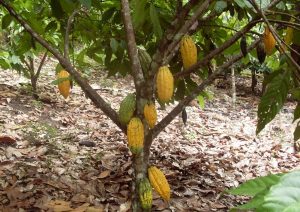 $200,000 cocoa development project for Dominica