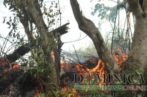 Dominica fire officials appeal to public to help curb high incidence of bush fires