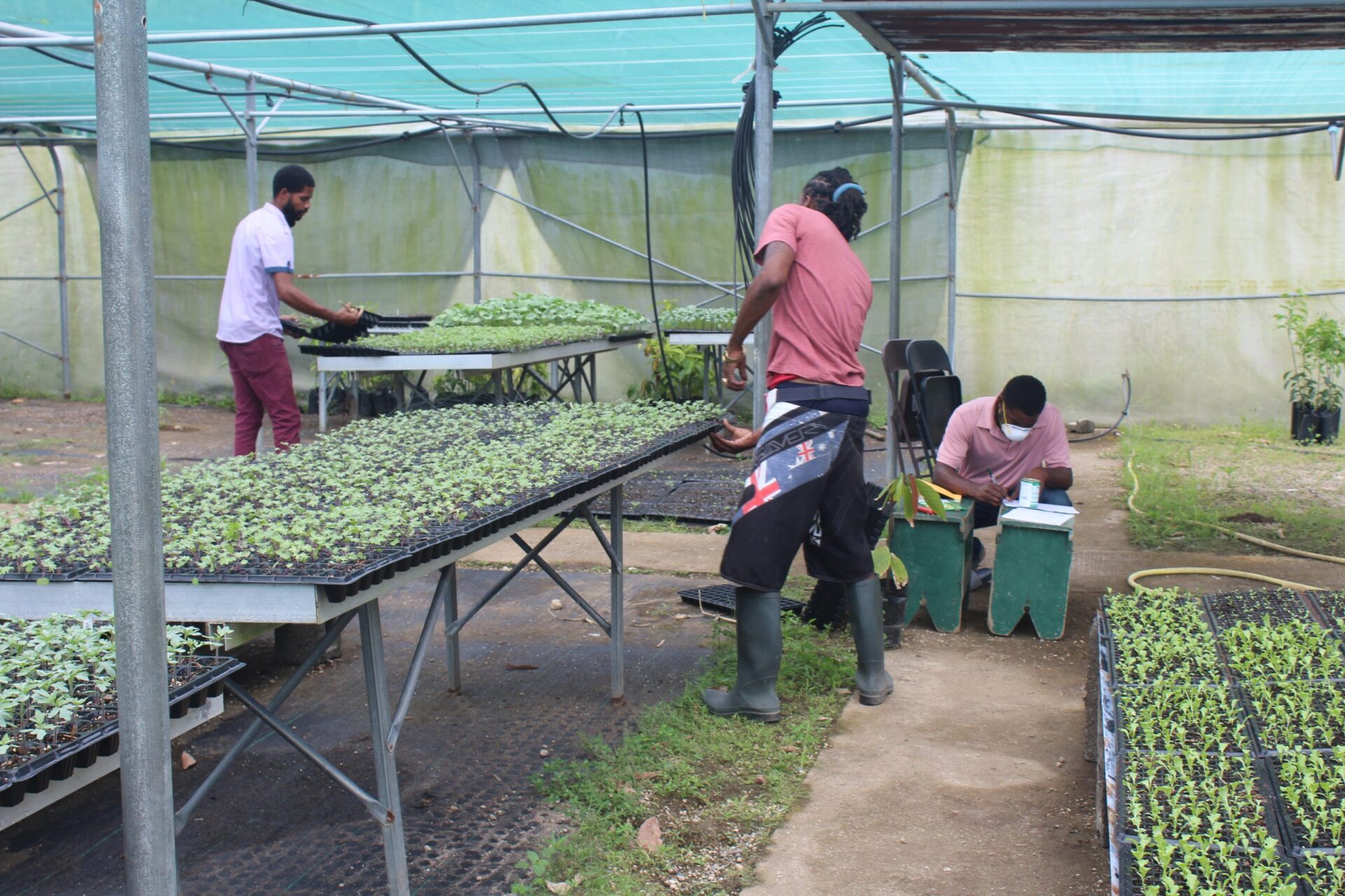 Min of Agriculture to assist farmers with backyard gardening - Dominica ...