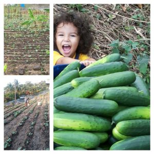 Fresh food market initiative to begin in Bataca