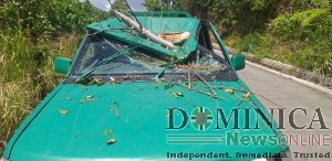 Carpenter struggles to get ‘back on the road again’ after falling tree damages vehicle