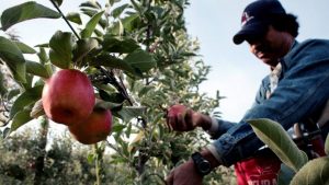 More Dominican agricultural workers leave for Canada in July