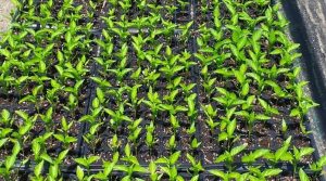 World Bank provides US$16.4M for agricultural livelihoods and climate resilience in Dominica