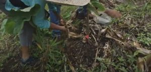 DEXIA seeking to develop cocoa industry in Dominica through Cocoa Cluster project