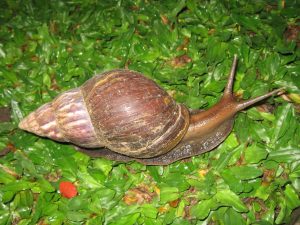 Destructive giant African snail sighted in new location, residents urged to be vigilant