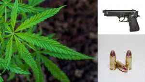 Police seize cannabis, firearms and ammunition during search of vehicle
