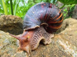Efforts continue to control spread of the Giant African snail in Dominica