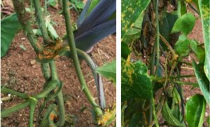 Ministry of Agriculture advises on how to deal with potentially damaging new yam fungus