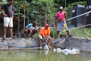 Aquaculture farming in Dominica making strides