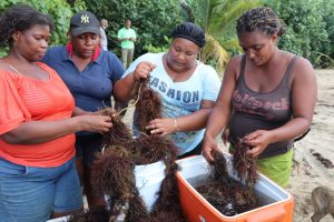 Wooty Seamoss Group successfully harvests first crop