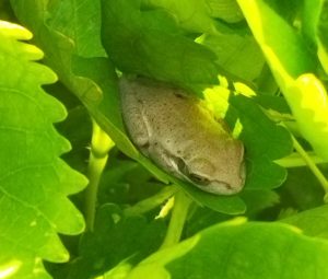 FEATURED PHOTO: Frog in leaf hammock
